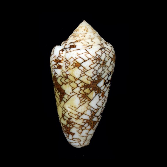 textile neovicarius 75,5mm