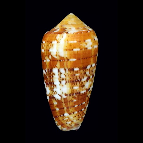 floccatus magdalenae 58,9mm
