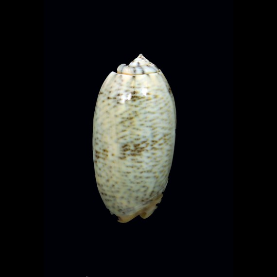 reticulata pallida 51,5mm