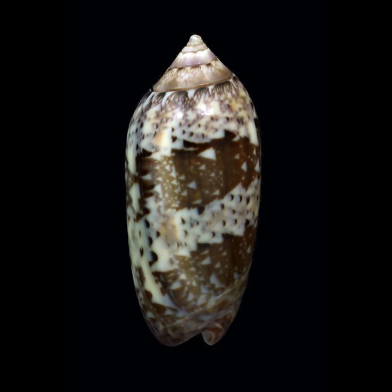 splendidula 45,5mm