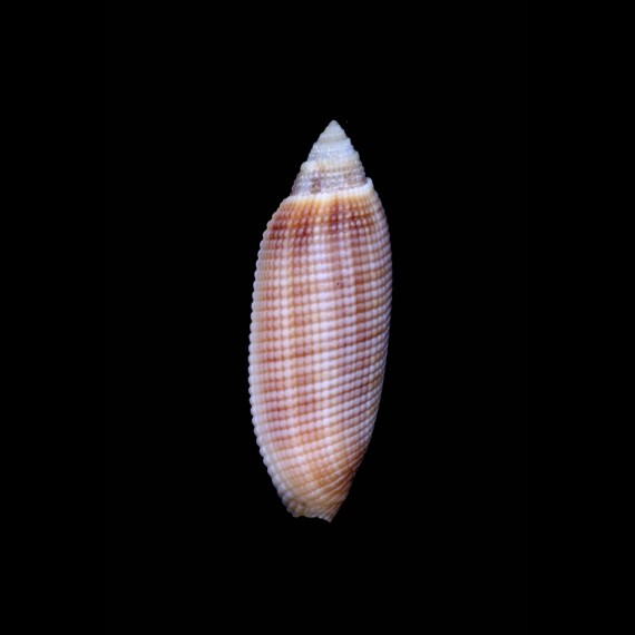 sinensis