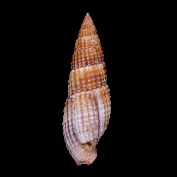 nodulosa