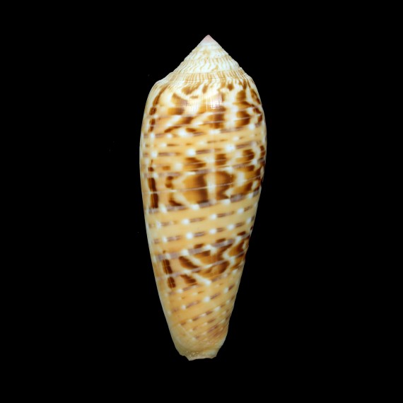 dusaveli 90,0mm BIG