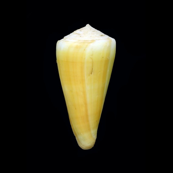alconnelli 52,0mm