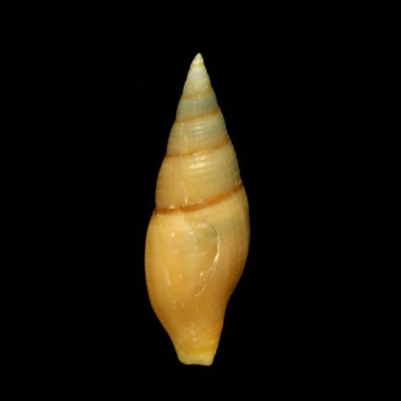 midwayensis