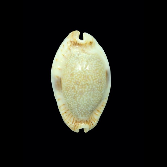 erosa chlorizans rostrate 38,5mm