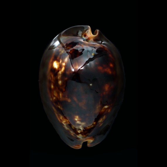 mauritiana 80,1mm NC