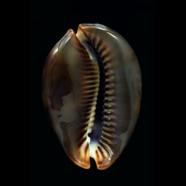 mauritiana 80,1mm NC