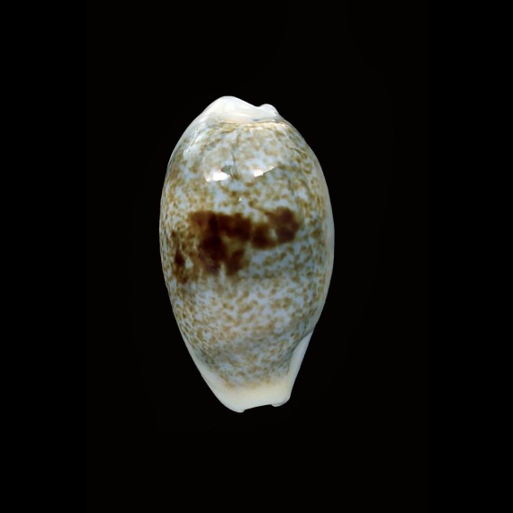 erronex coxi 23,2mm