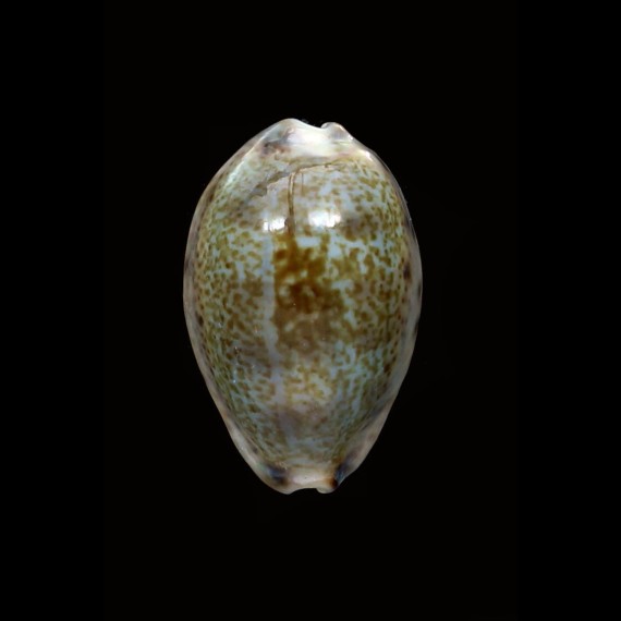 vredenburgi 23,5mm