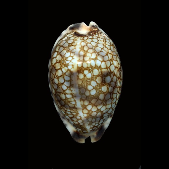histrio 64,7mm