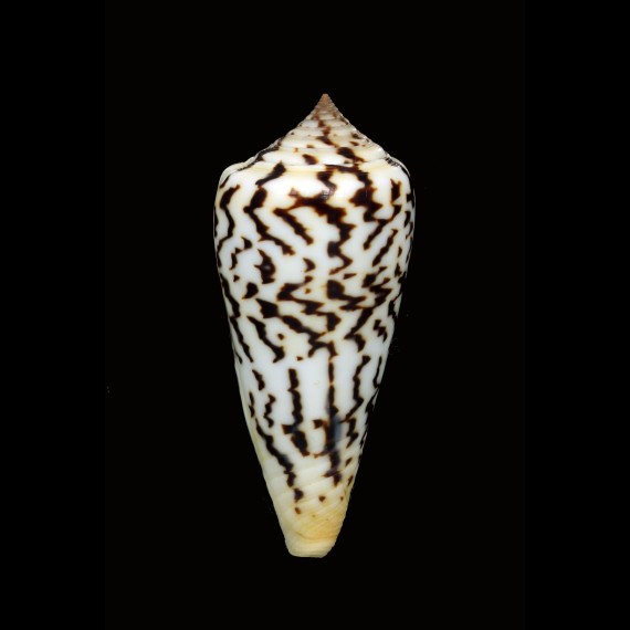 janus 71,1mm