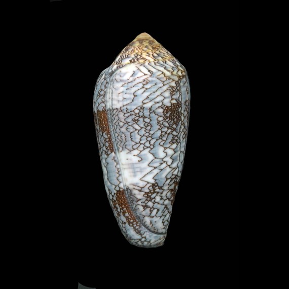 pennaceus praelatus 58,9mm