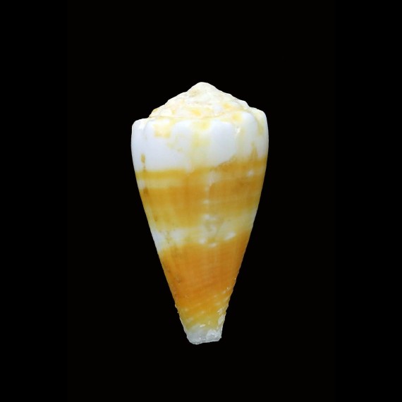 balteatus cernicus 27,8mm