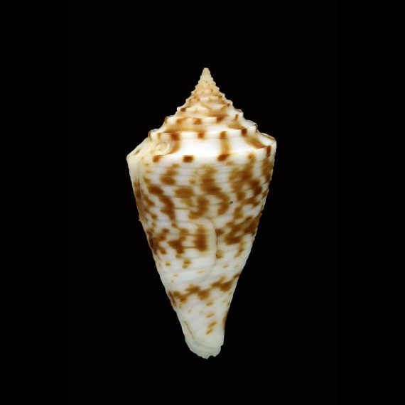 geeraertsi 30,1mm NEW
