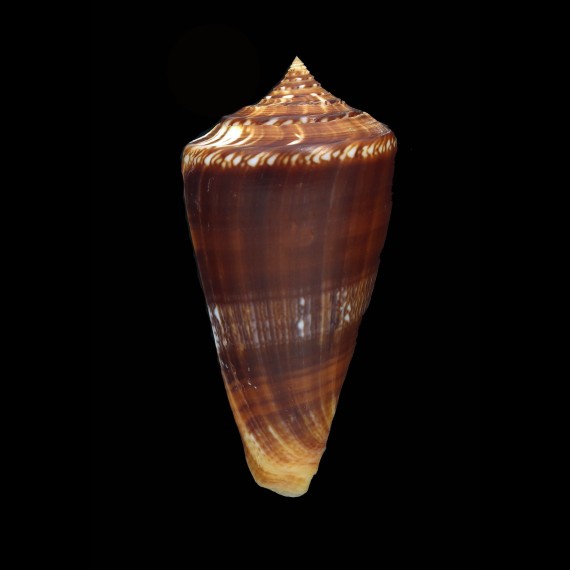 amadis neptunus 65,4mm