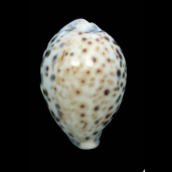 tigris 90,4mm