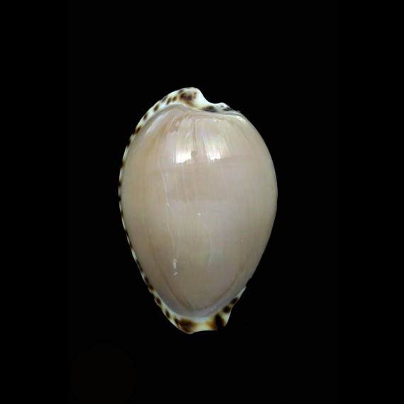 angustata 30,1mm NICE