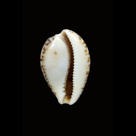 angustata 30,1mm NICE