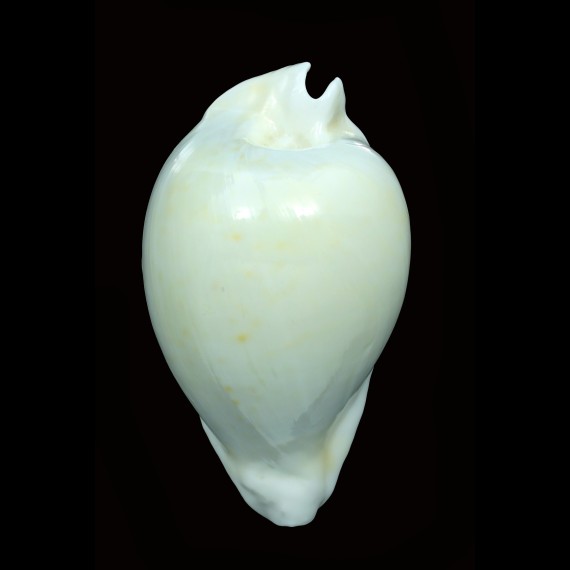 hesitata howelli 93,5mm BIG