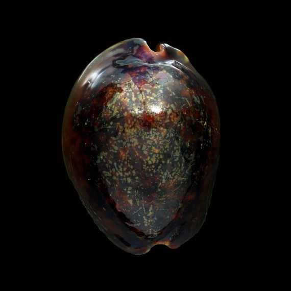 mauritiana 82,0mm RUSTY