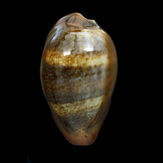 pyrum insularum nigromarginata 36,5mm