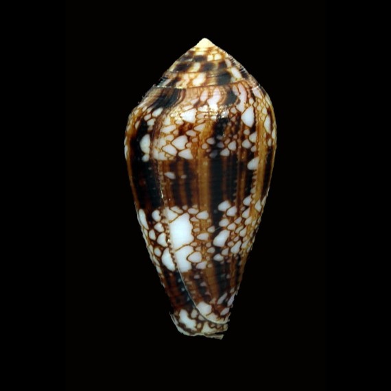 retifer 36,0mm
