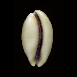 leviathan 73,5mm