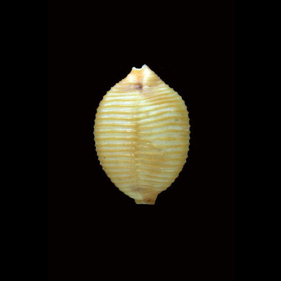 childreni 24,4mm