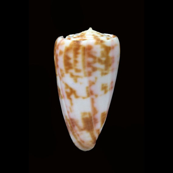 rufimaculosus 40,5mm