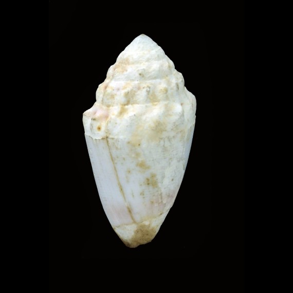 dorreensis 45,0mm BIG