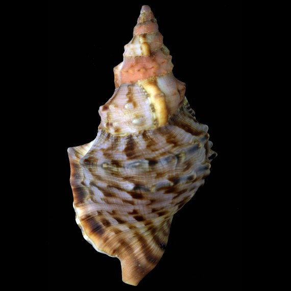 lampas pustulata 179mm SUPERB