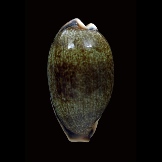 caurica 54,6mm