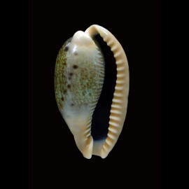 caurica 54,6mm