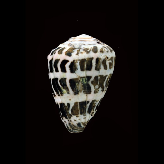 ebraeus 45,2mm BIG