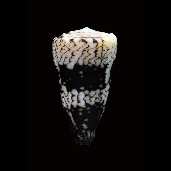 bandanus vidua 59,7mm DARK