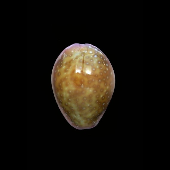 poraria scarabeus 18,4mm