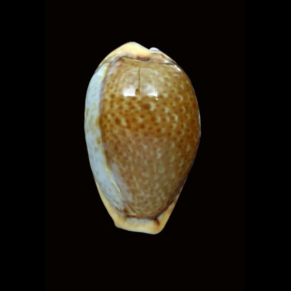 spurca 31,1mm BIG