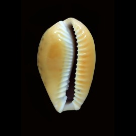 spurca 31,1mm BIG