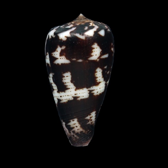pica petergabrieli 40,4mm