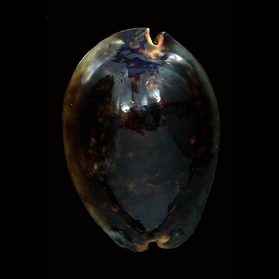 mauritiana 90,1mm
