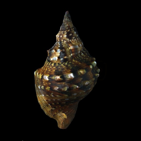 lampas pustulata 155,0mm