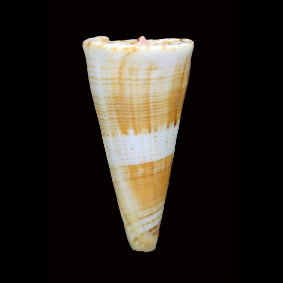 voluminalis 63,4mm