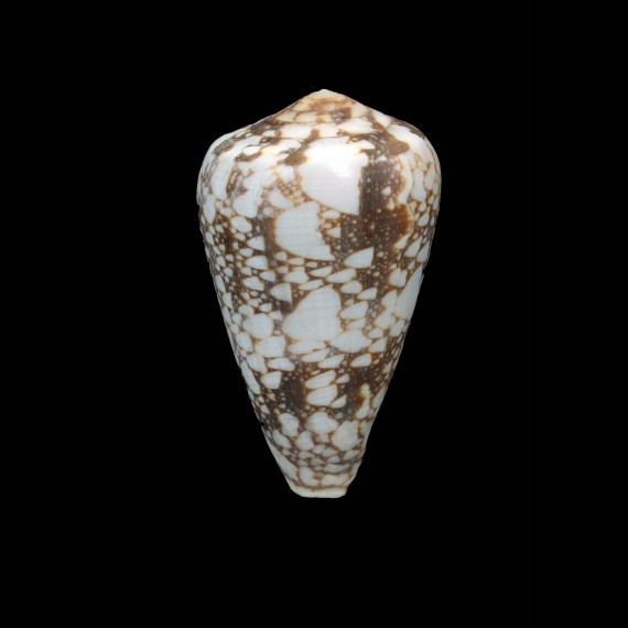 pennaceus bazarutensis 52,2mm