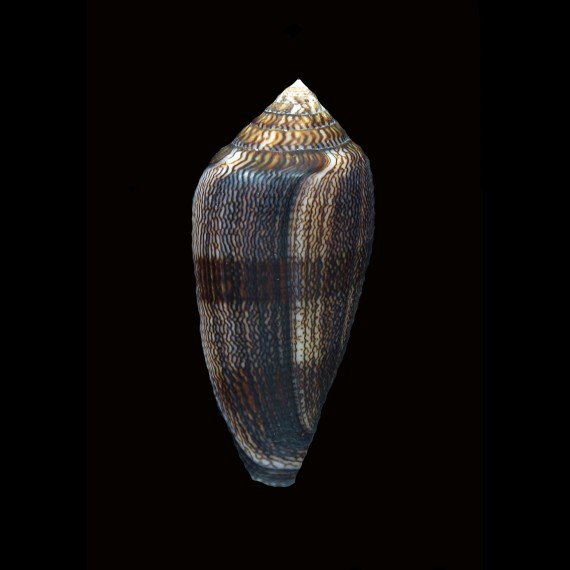 textile cholmondeleyi 56,3mm SUPERB