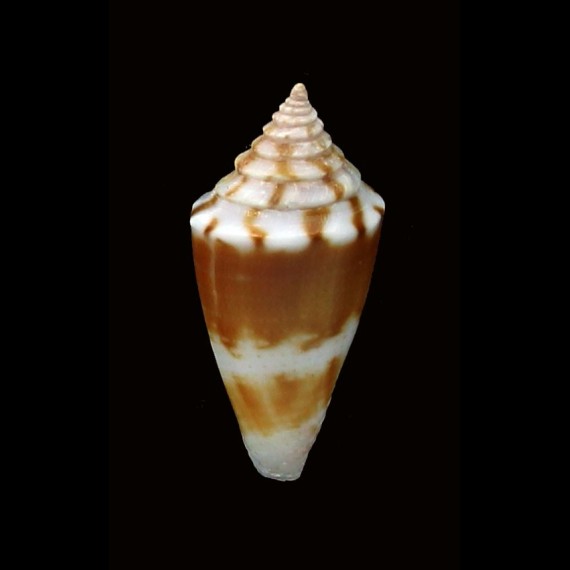 garrywilsoni 18,5mm BIG