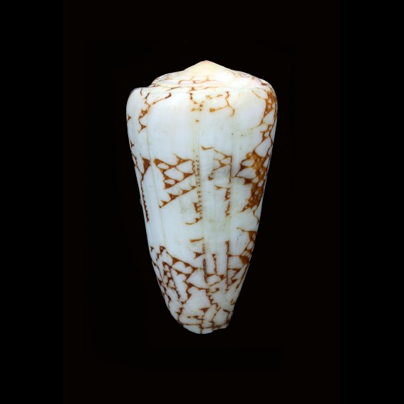 pennaceus ganensis 54,0mm BIG