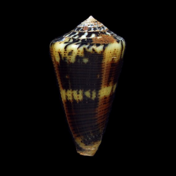 magus circae