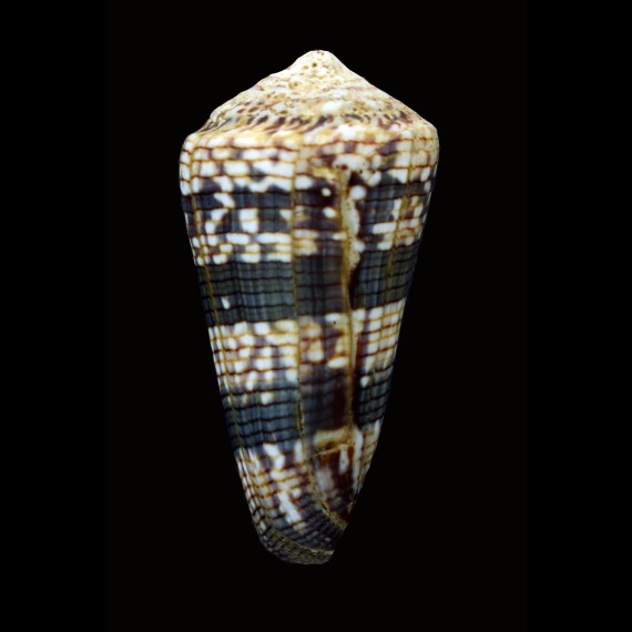 zonatus 75,8mm GIANT