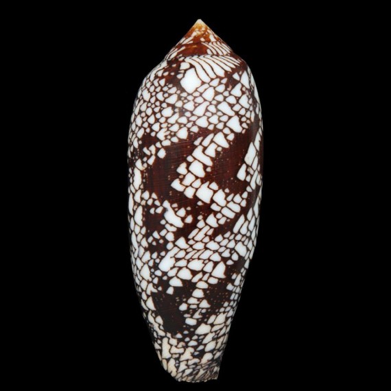 aulicus